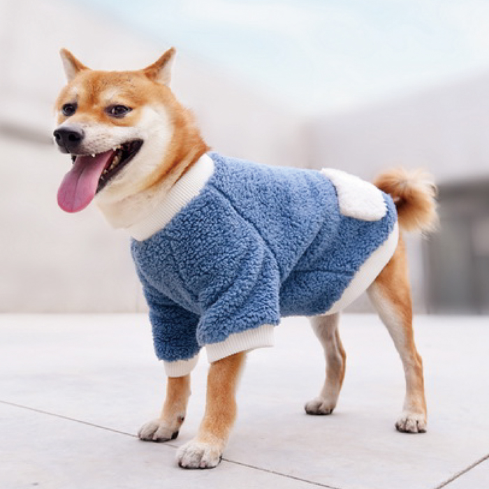 These new fashion is especially for your pet!